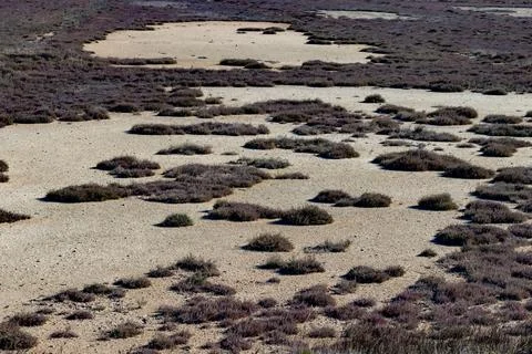 Plants on a saline substrate Stock Photos