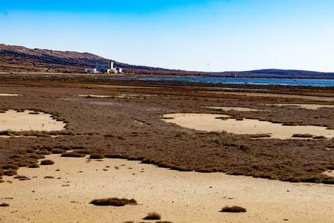 Plants on a saline substrate Stock Photos