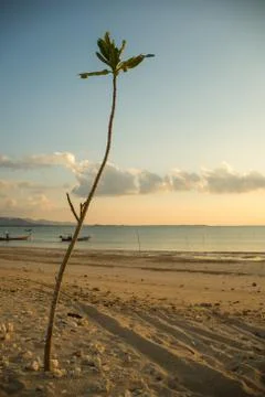 Plants on the sand and sky Foto stock