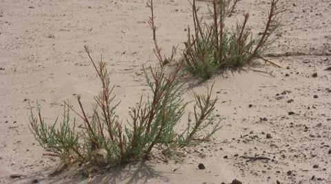 Plants at Sand Dunes Stock-Footage 920306