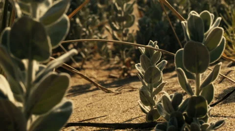 Plants on the sand Stock Footage 52754995