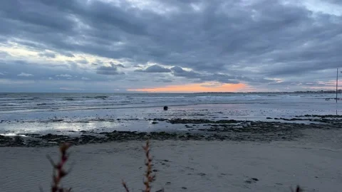 Plants by the sea Stock-Footage 224882631