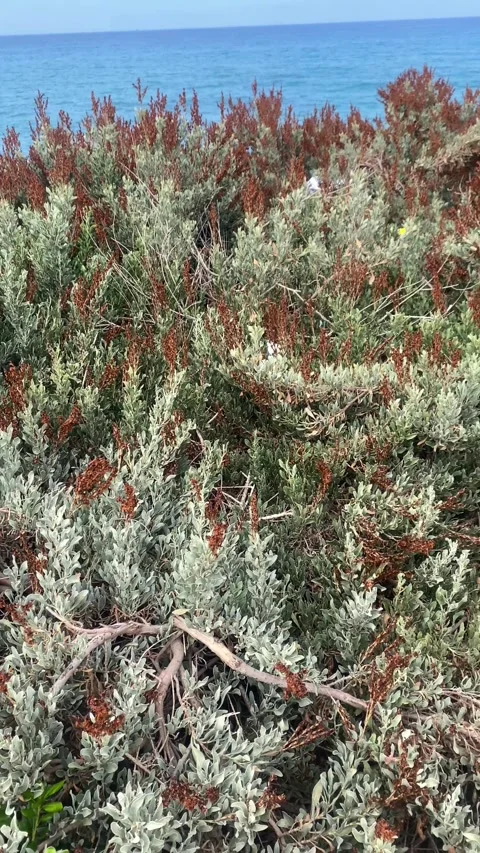 Plants on the seashore. Vertical video Stock Footage 286329031