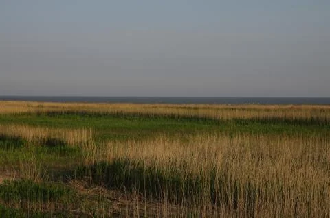 Plants on the Seaside Stock Photos