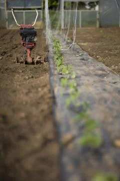 Plants seedlings with garden implement Stock Photos
