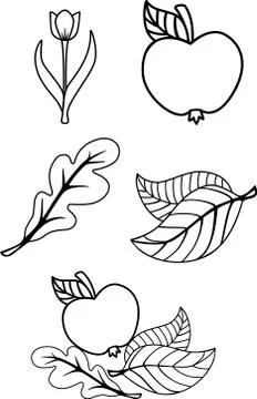 Plants. Set of plant elements - leaves, flowers, fruits. Oak leaf, flower, apple Ilustración de archivo