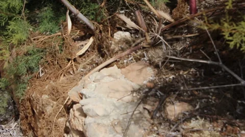 Plants With Shadows In Wind Video stock 36742159