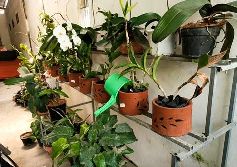 Plants on a shelf 01 Stock Photos