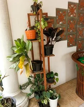 Plants on a shelf 02 Stock Photos