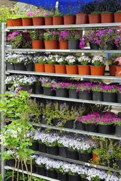 Plants in shelf Stock Photos