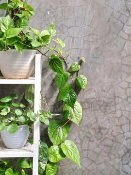 Plants in shelf Stock Photos