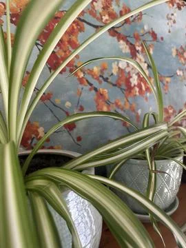 Plants on a shelf Stock Photos