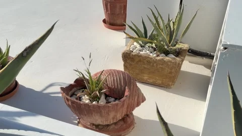 Plants in Shell Shaped Planter, Santorini, Greece 2026/09/24 Stock Footage 346319729