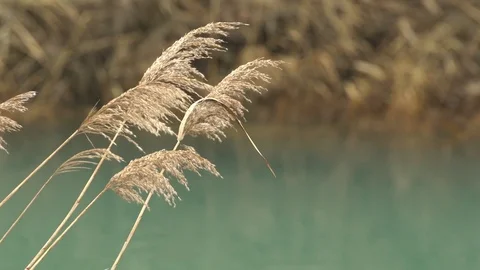 Plants on the shore Stock Footage 71305316