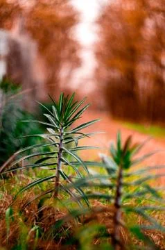 Plants on the side of the road Stock Photos