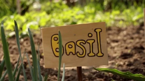 Plant's sign. basil Stock Footage 62931667