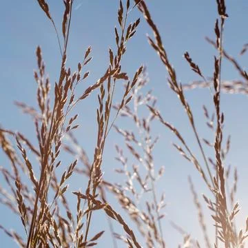 Plants silhouette in the nature in springtime Stock Photos