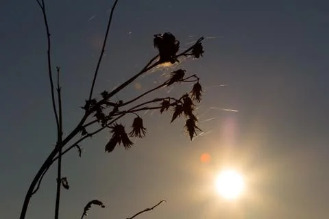Plants silhouette Stock Photos