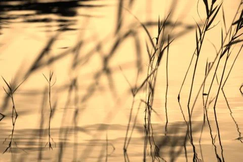 Plants silhouettes background Stock Photos