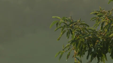Plants Sit Beneath A Sunrise On The Edge Of A Green Valley Stock Footage 87397356