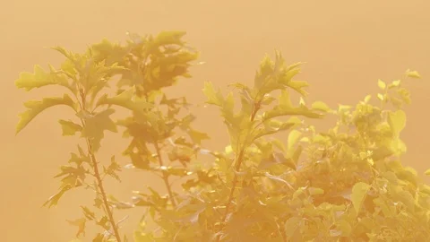 Plants Sit Beneath A Sunrise On The Edge Of A Green Valley Stock Footage 87397403