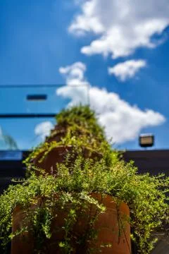 Plants, sky and clouds Stock Photos