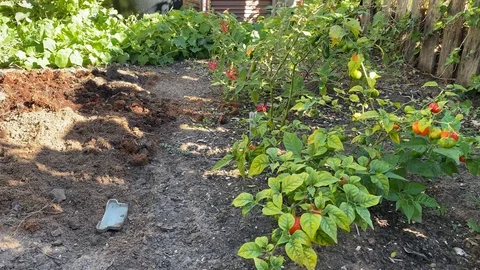 Plants slightly swaying Stock Footage 128348149