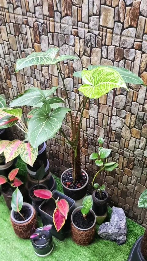 Plants In A Small Garden Stock Footage 309517406