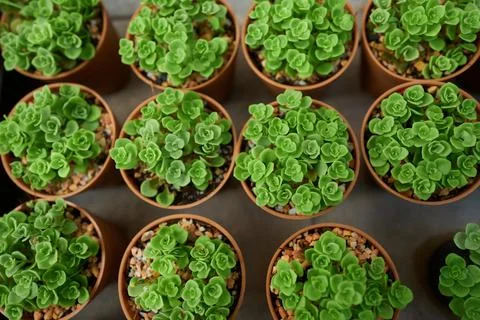 Plants in the small pot Stock Photos