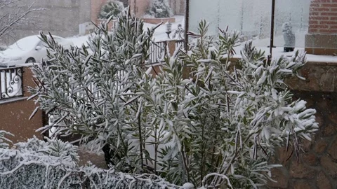Plants in the Snow Day Time Stock Footage 231211365