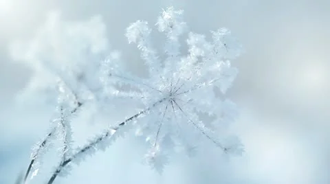 Plants in the snow Stock Footage 20448265