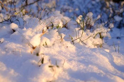 Plants in the snow Stock Photos