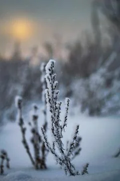 Plants in snow Stock Photos
