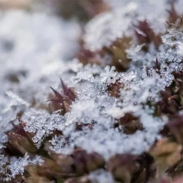 Plants in snow Stock Photos