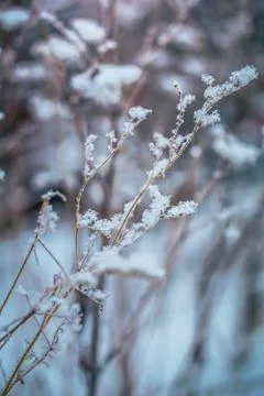 Plants in snow Stock Photos