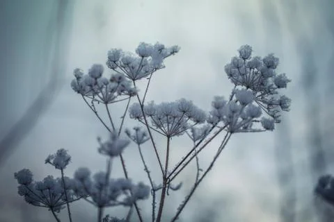 Plants in snow Stock Photos