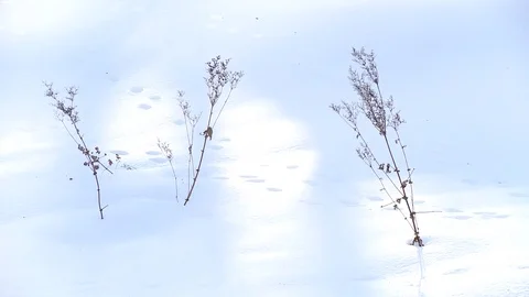 Plants in snowbank Video stock 84062902