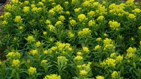 Plants in springtime. 库存照片