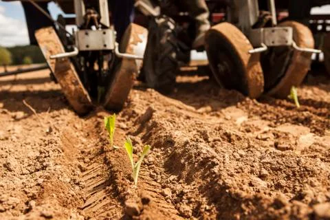 Plants Sprouting in Soil with Harvester Wheels in Background Stock Photos