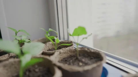 Plants sprouts in blue containers stand on light windowsill Video stock 238017931