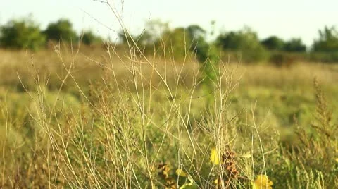 Plants in steppe (pan) Stock Footage 10559450