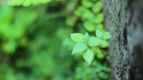 Plants that stick to the wall Stock Footage 236440980