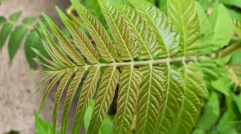 Plants on a stone background. Branches with green leaves, flowers. Summer har Фото