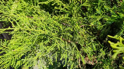 Plants on a stone background. Pine, thuja and spruce branches. Фото