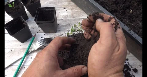 Plants with stretched stems due to lack of light, transplanting crops to ne.. Stock Footage 287876624