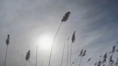 Plants with the sun as backlight Video stock 150266213
