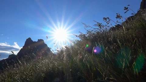 Plants, sun rays and silhouette 動画素材 128474236