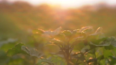 Plants in Sunlight Vídeos de archivo 87691560