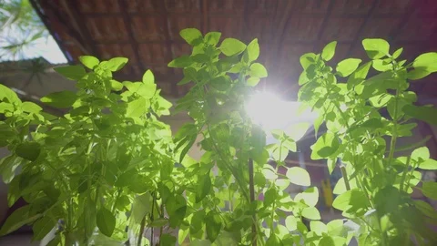 PLANTS SUNLIGHT Stock Footage 98962538