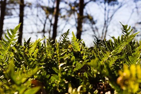 Plants on sunny spring day 스톡 사진